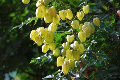 Koelreuteria paniculata - svitel latnatý (zrající plody)